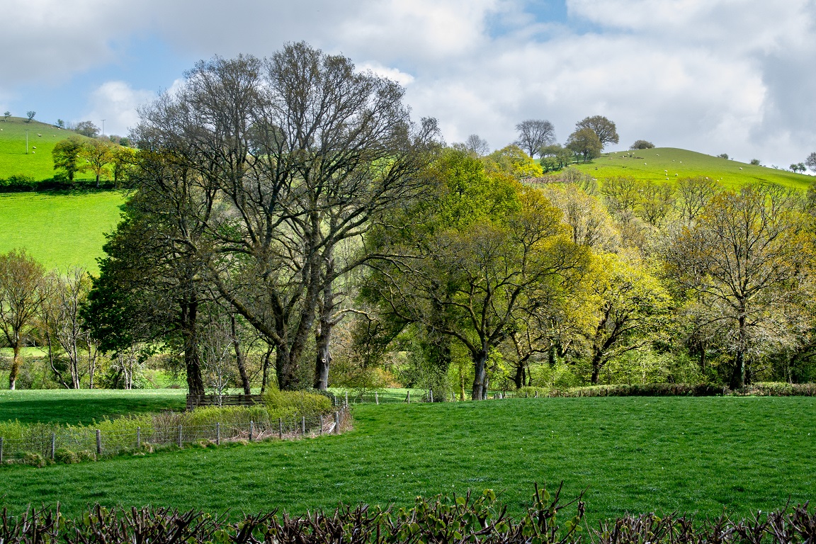 Henllys Max trees