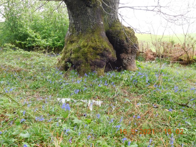PenyCrug Wendy tree