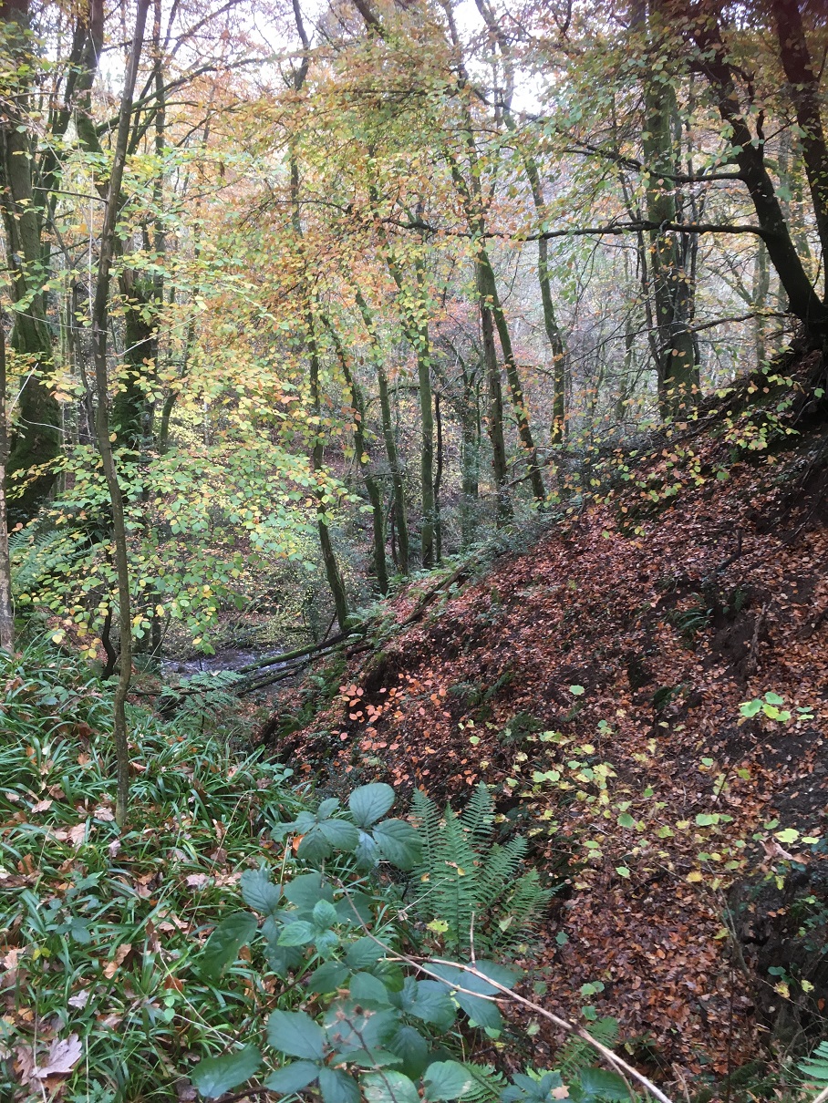 Capel path1