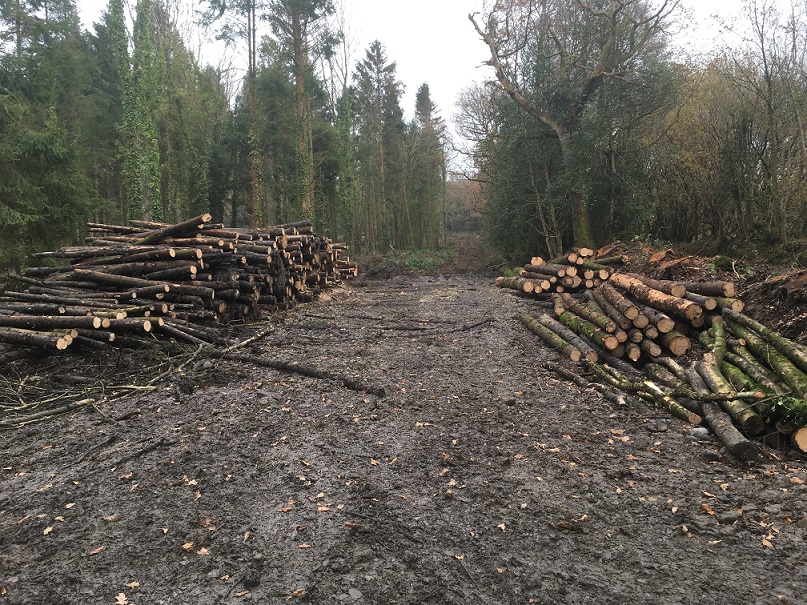 Maesydderwen forestry