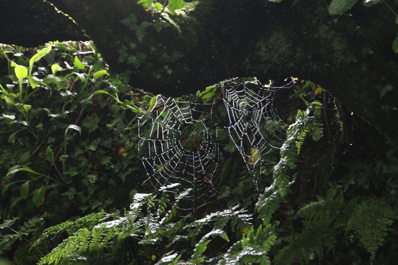 spider web